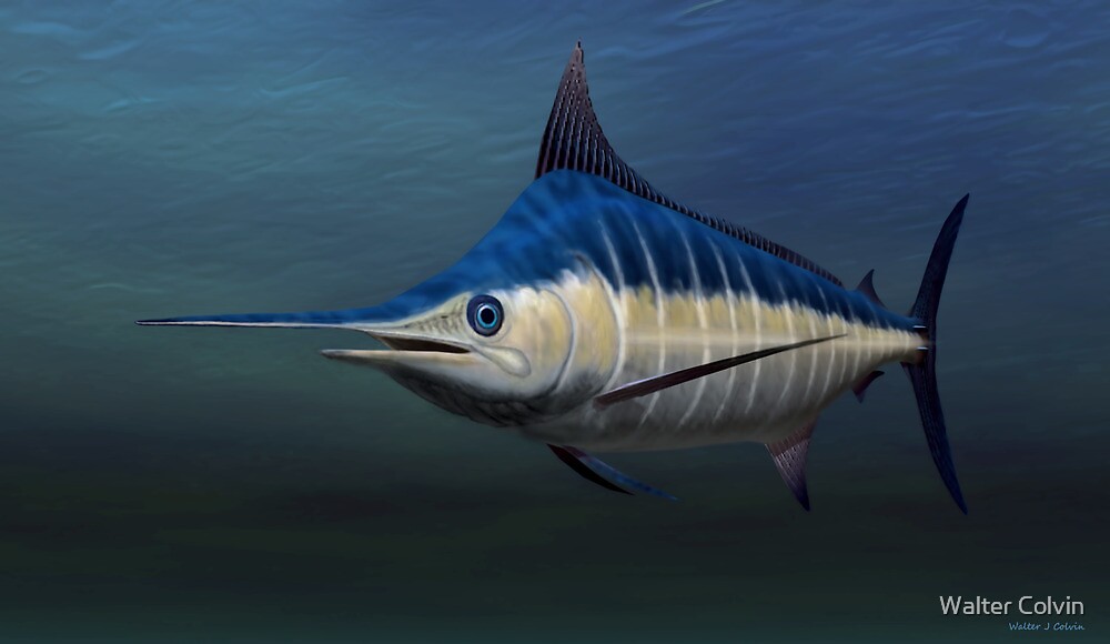"Blue Marlin" by Walter Colvin | Redbubble