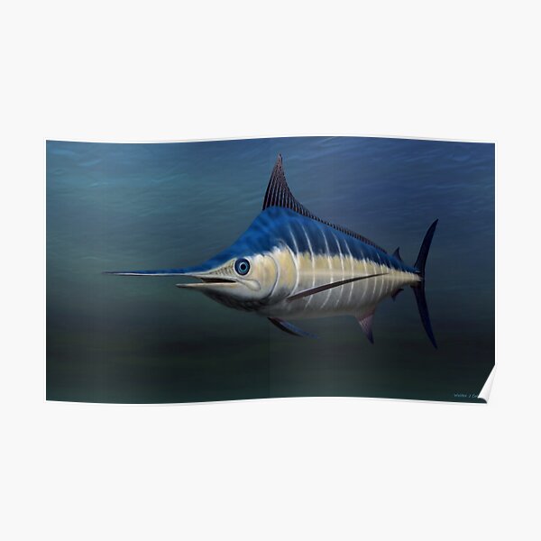 Blue Marlin Poster