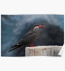 Inca Tern Poster