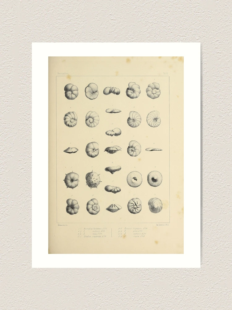 Thumbnail 1 von 3, Kunstdruck, Foraminifères fossiles du bassin tertiaire... designt und verkauft von Rodeoclash.