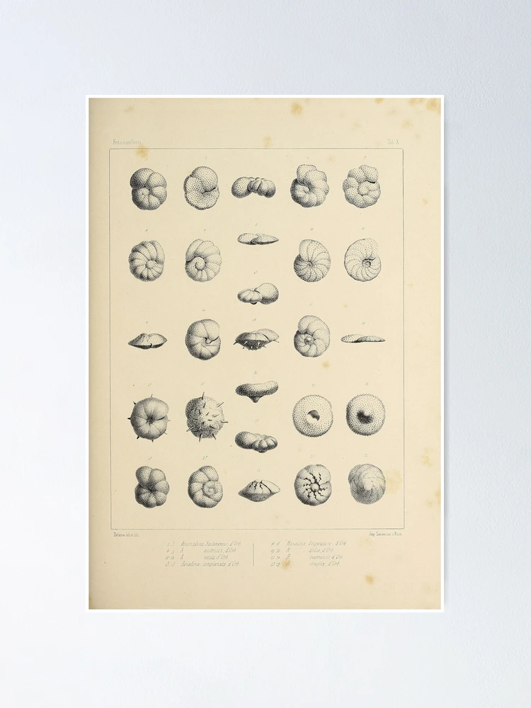 Imagen 1 de 3, Póster con la obra Foraminifères fossiles du bassin tertiaire..., diseñada y vendida por Rodeoclash.