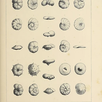 Imagen de la obra Foraminifères fossiles du bassin tertiaire... de Rodeoclash