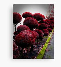 topiary Canvas Print