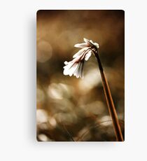 White bell Canvas Print
