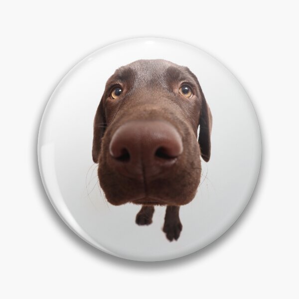 Item preview, Fisheye Chocolate Labrador Puppy designed and sold by JeanettesPets.