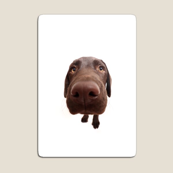 Item preview, Fisheye Chocolate Labrador Puppy designed and sold by JeanettesPets.