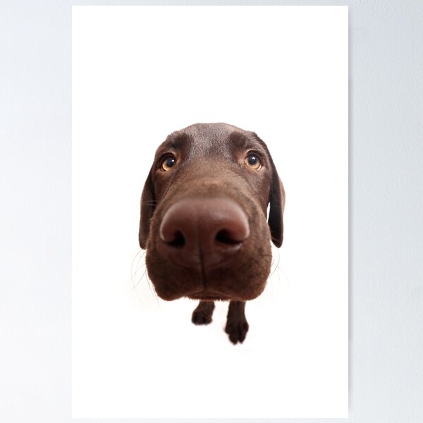 Item preview, Fisheye Chocolate Labrador Puppy designed and sold by JeanettesPets.