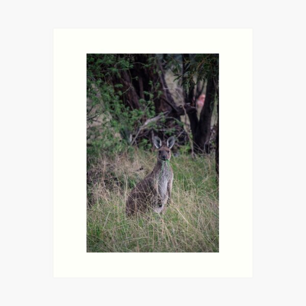 Item preview, Kangaroo- Australian Wildlife designed and sold by Majestic Victory.