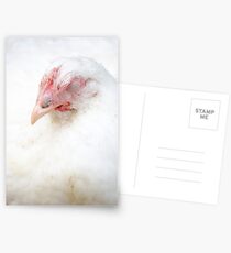 Beautiful Broiler Postcards