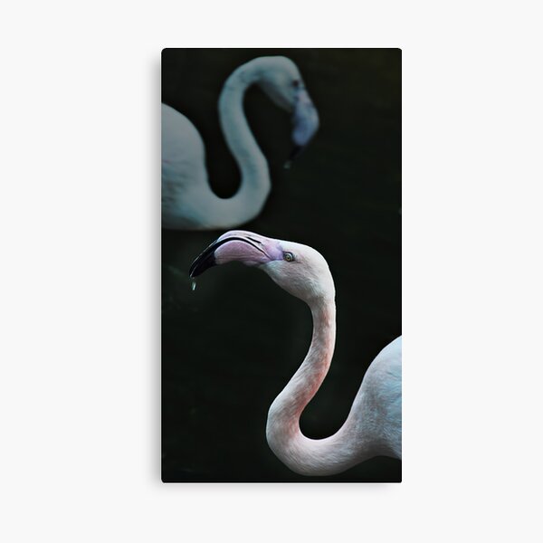 Flamingos Canvas Print