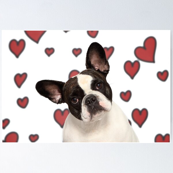 French bulldog Poster