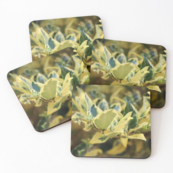 Item preview, Waxleaf Privet Macro  designed and sold by Cynthia48.