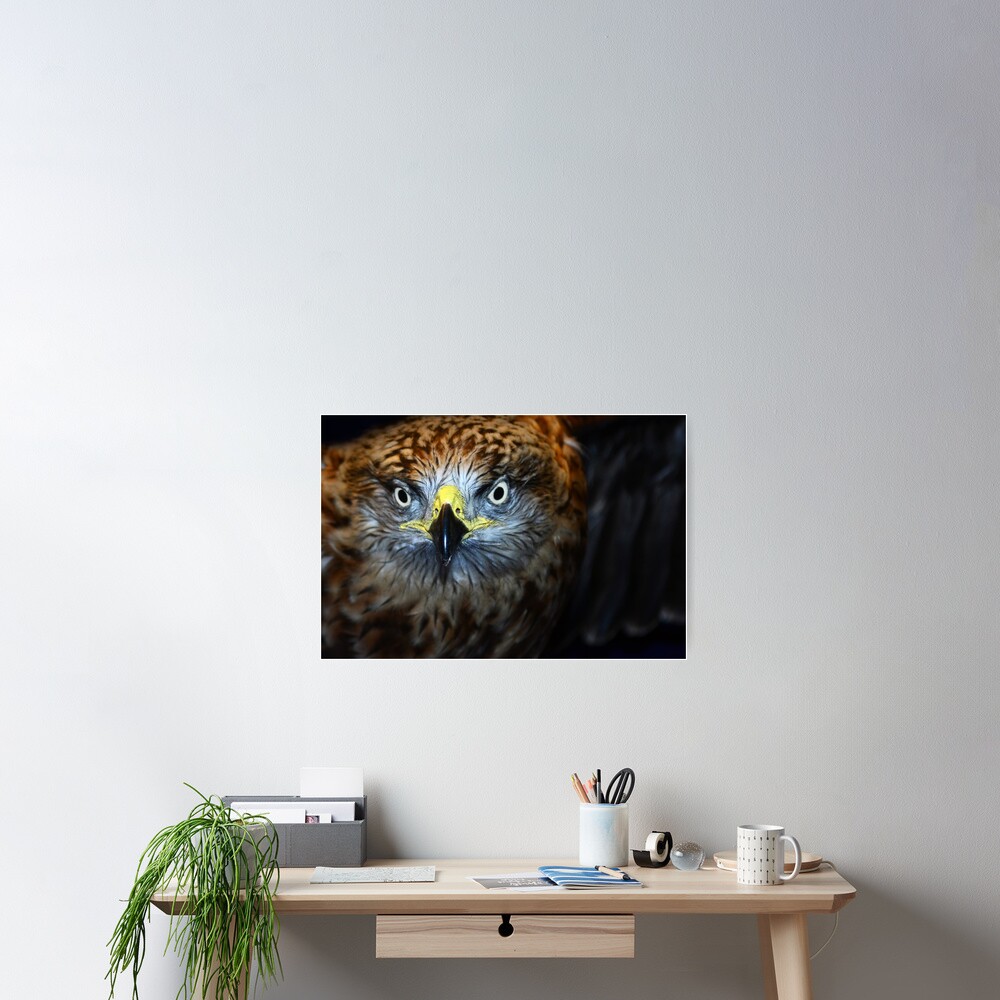 Owl (Edinburgh) Poster