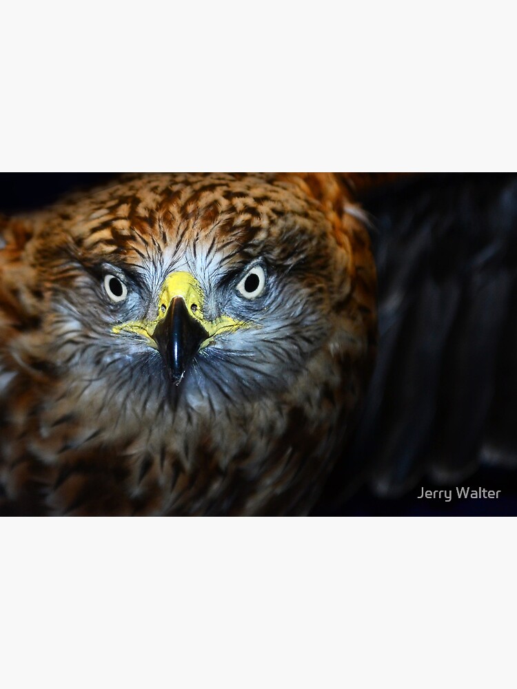 Owl (Edinburgh) by jwwalter