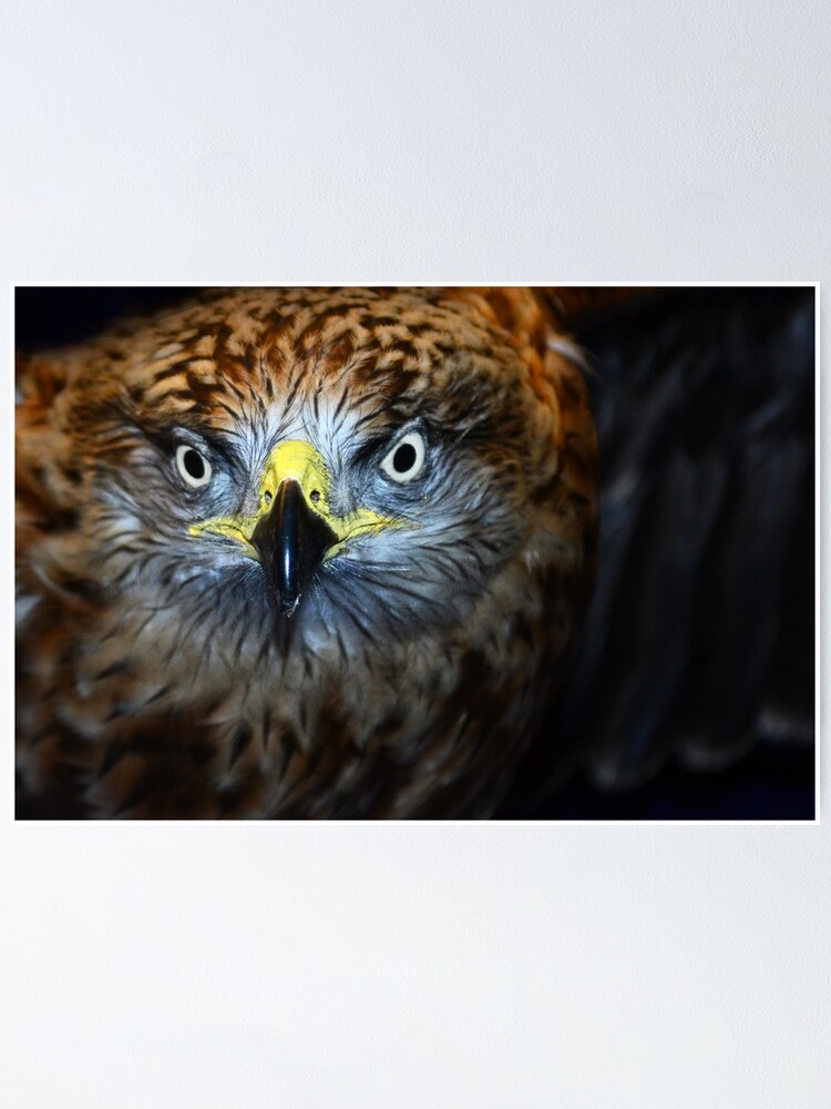Alternate view of Owl (Edinburgh) Poster