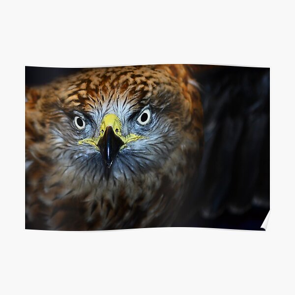 Owl (Edinburgh) Poster