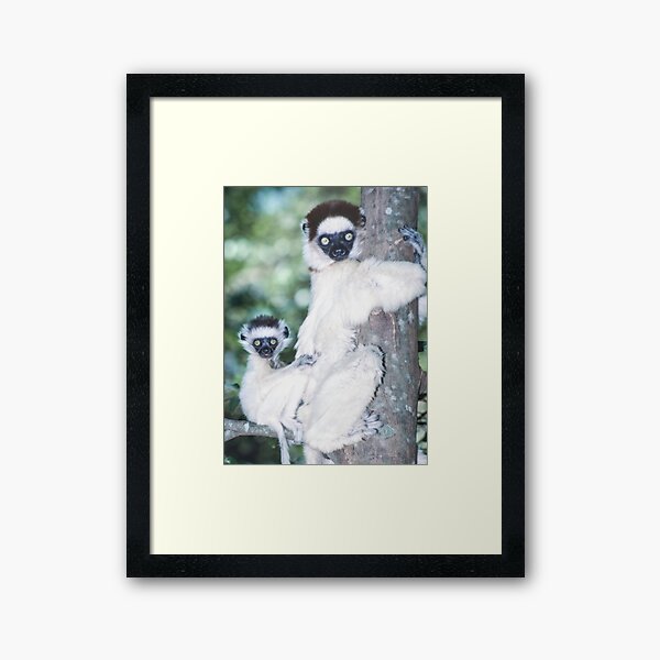 Tree-hugging lemur Framed Art Print