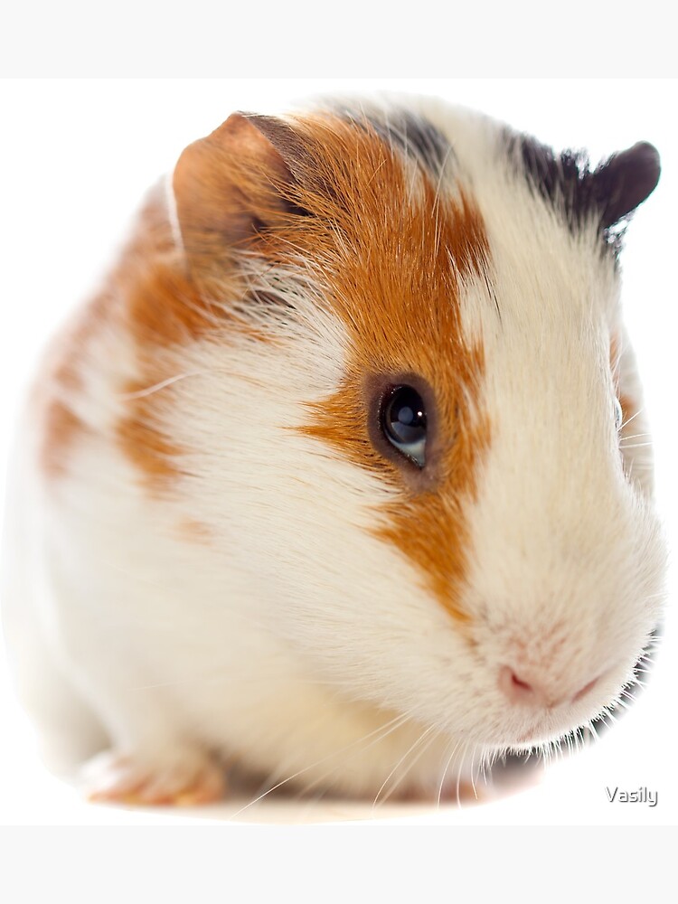 adorable guinea pig