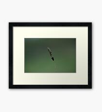 Ear on green Framed Print
