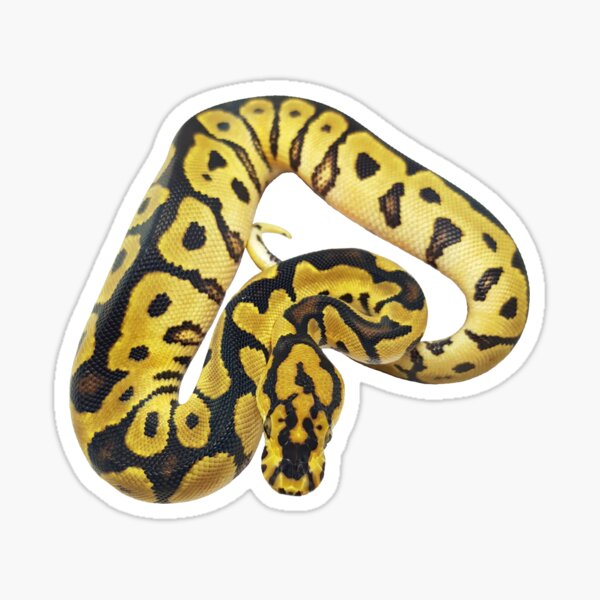 Ball Python Stickers | Redbubble