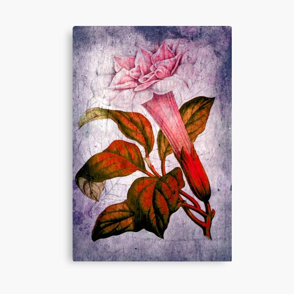 The Hunger © Canvas Print