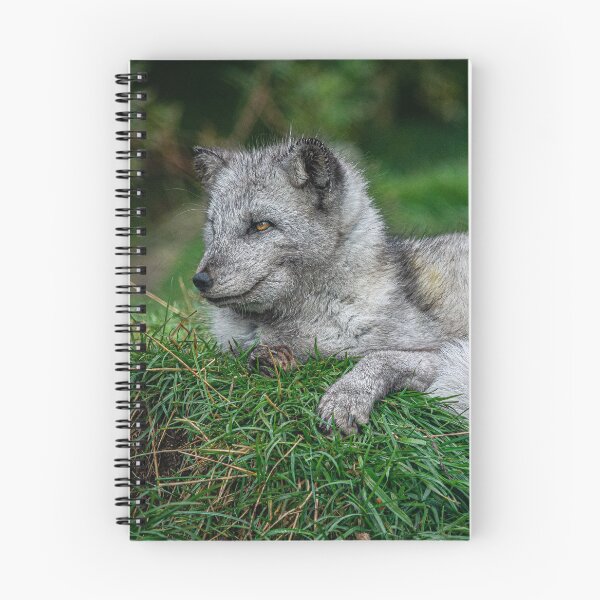 Aperçu de l'œuvre Arctic Fox 4 créée et vendue par StephanieKnotts.
