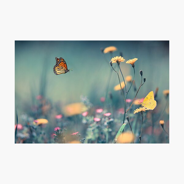 Dreamin Summer Photographic Print