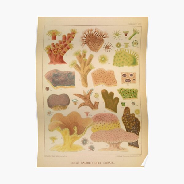 Naturalist Coral Poster