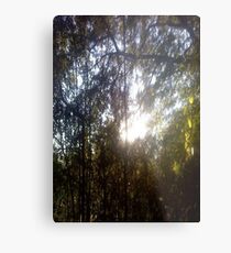 Forest/Woods Metal Print