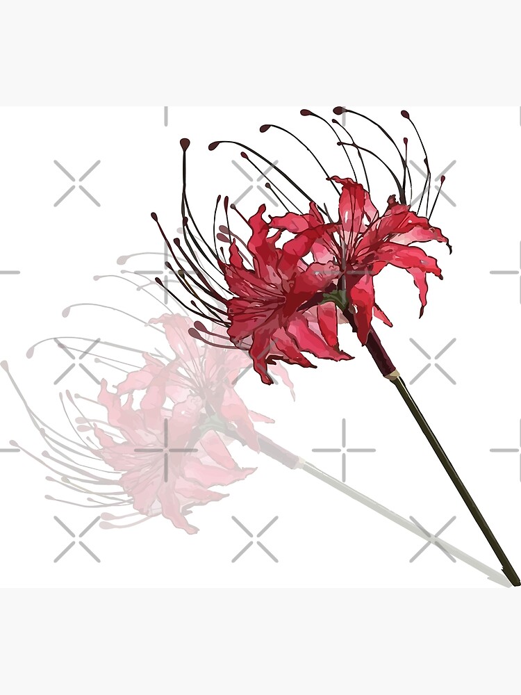 Red Lycoris Radiata Flower Gift Transparent Spider Japanese Lily Of Wire And Greeting Card By Migii Redbubble