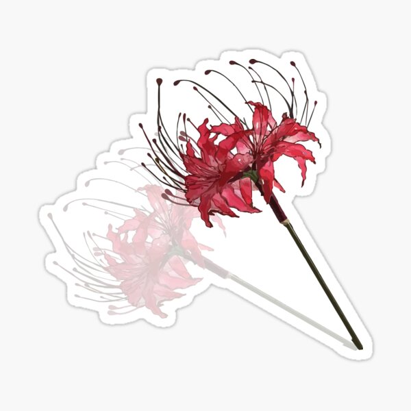 Red Lycoris Radiata Flower Gift Transparent Spider Japanese Lily of Wire and Sticker