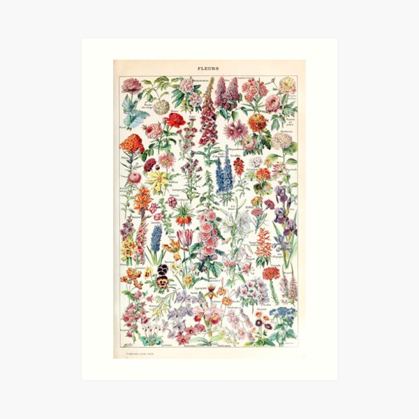 Adolphe Millot - Fleurs pour tous - French vintage poster Art Print