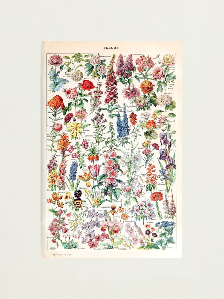 Alternate view of Adolphe Millot - Fleurs pour tous - French vintage poster Photographic Print