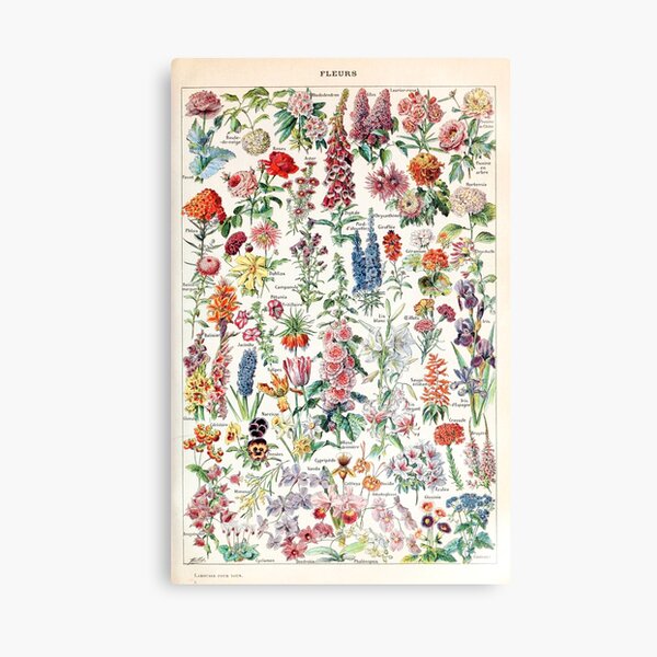 Adolphe Millot - Fleurs pour tous - French vintage poster Canvas Print
