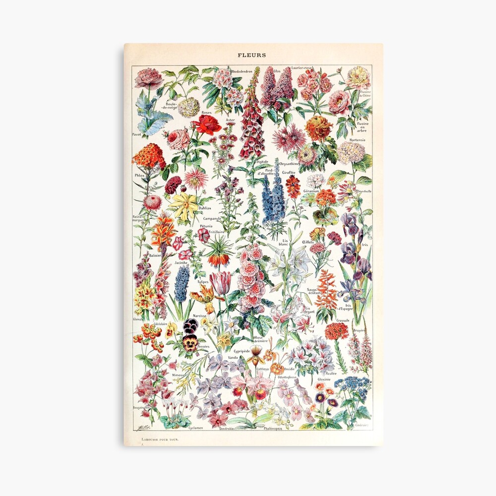 Adolphe Millot - Fleurs pour tous - French vintage poster Poster