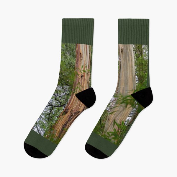 Item preview, Four tree trunks in Otway National Park. designed and sold by Anne Scantlebury.