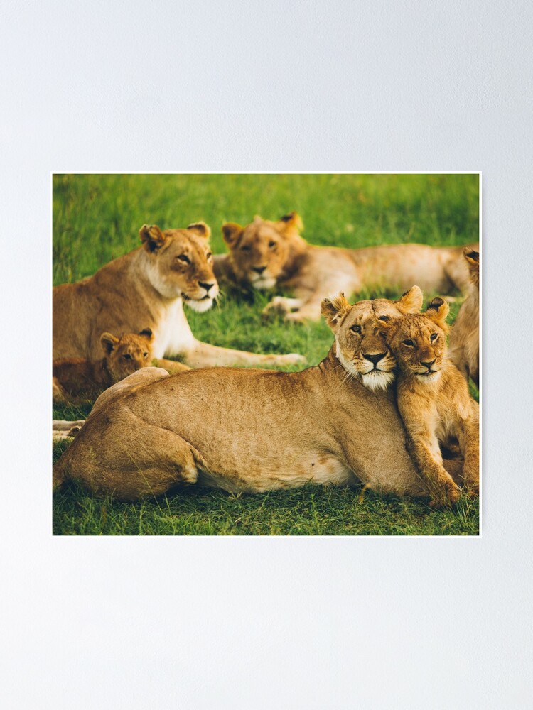 Póster «Grupo de lindos leones» de Jasminedesigns2 | Redbubble