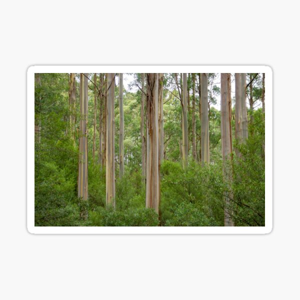 Item preview, Many tall gum trees in Otway National Park. designed and sold by Anne Scantlebury.