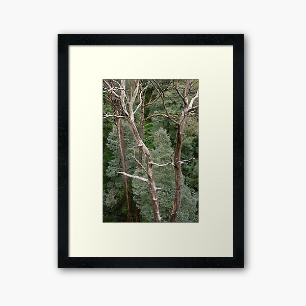 Item preview, Bare tree trunks with blue, green conifer trees. designed and sold by Anne Scantlebury.