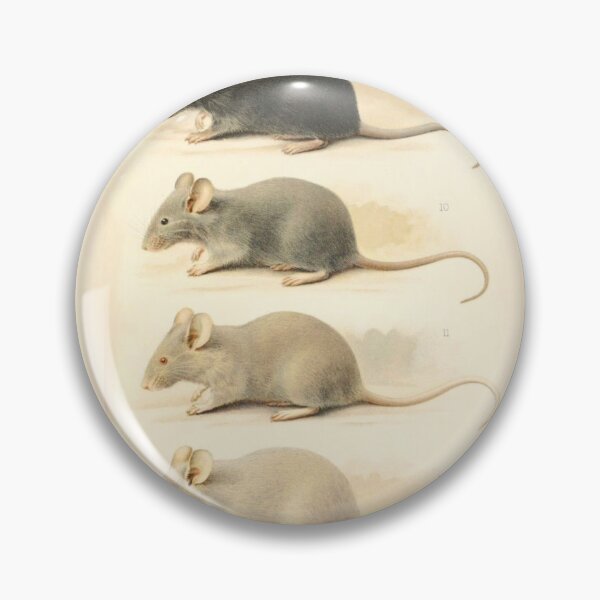 Item preview, Vintage Mouse Scientific Illustration designed and sold by BlueSpecsStudio.