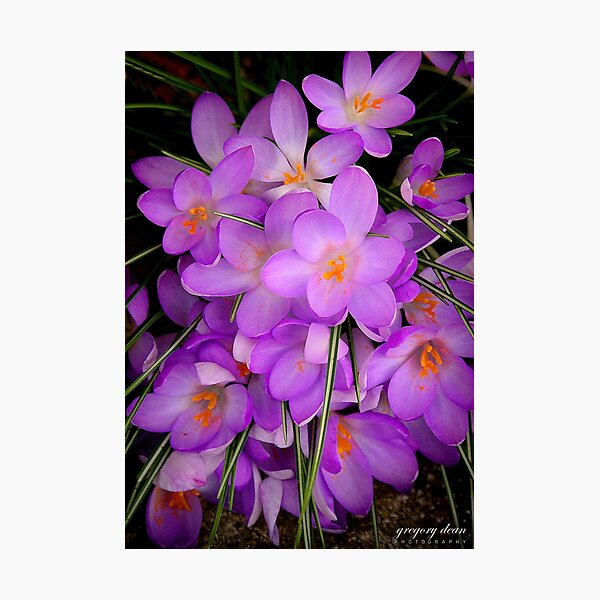 Spring Blossoms - Lavender Floral Photographic Print