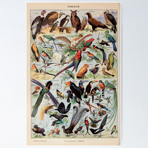 Item preview, Adolphe Millot oiseaux pour tous A designed and sold by wetdryvac.