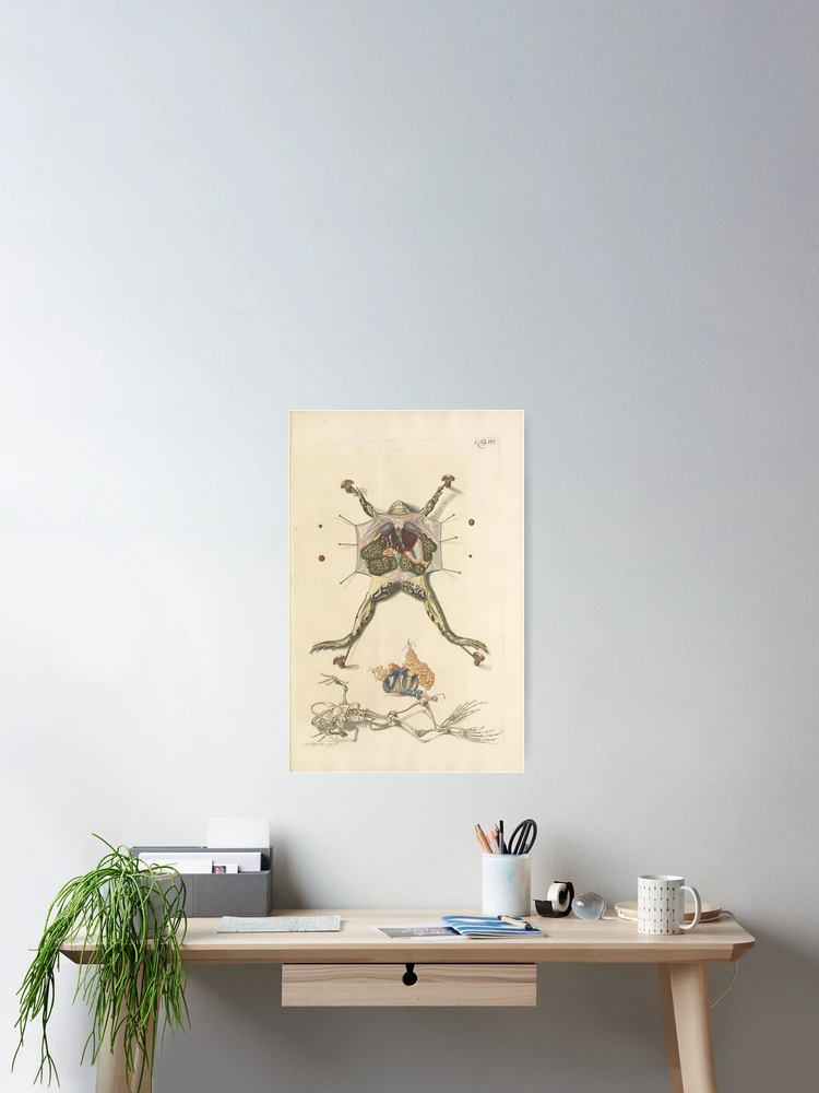 Thumbnail 2 von 3, Poster, Historia naturalis ranarum nostratium Nürnberg... designt und verkauft von Rodeoclash.