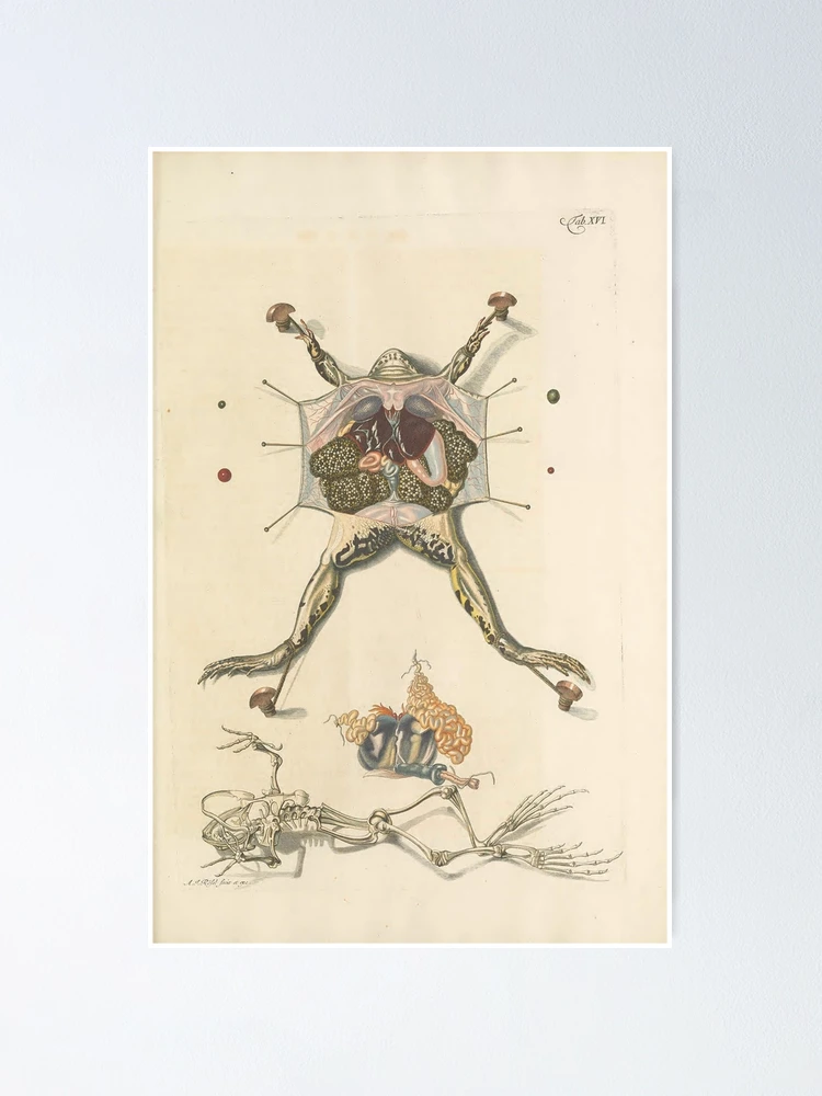 Thumbnail 1 von 3, Poster, Historia naturalis ranarum nostratium Nürnberg... designt und verkauft von Rodeoclash.