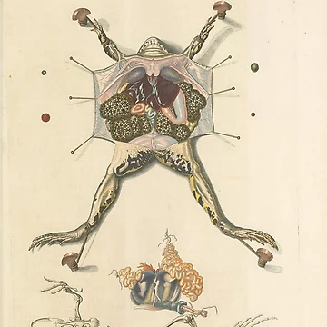 Vorschaubild zum Design Historia naturalis ranarum nostratium Nürnberg... von Rodeoclash