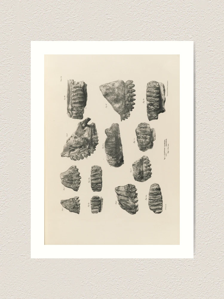 Thumbnail 1 von 3, Kunstdruck, Fauna antiqua sivalensis being the... designt und verkauft von Rodeoclash.