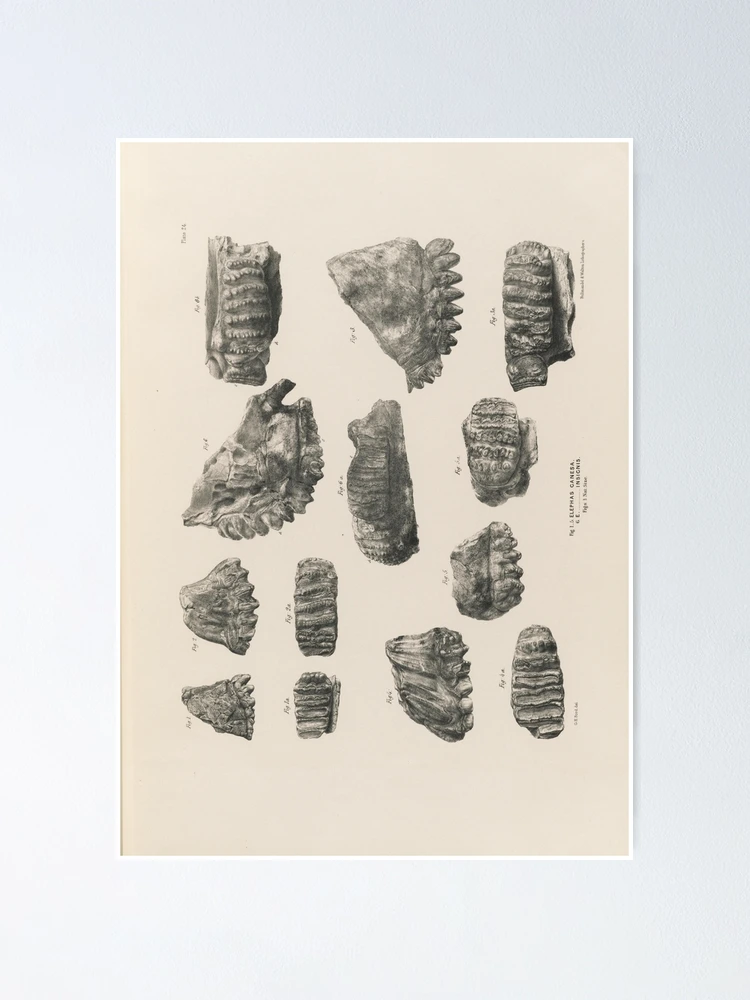 Thumbnail 1 von 3, Poster, Fauna antiqua sivalensis being the... designt und verkauft von Rodeoclash.
