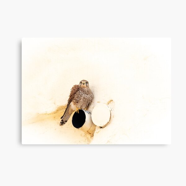 Metal Print