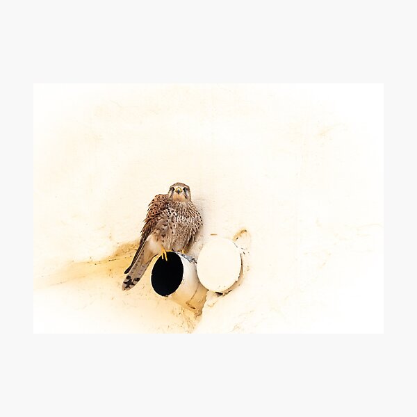 Kestrel About Town Photographic Print