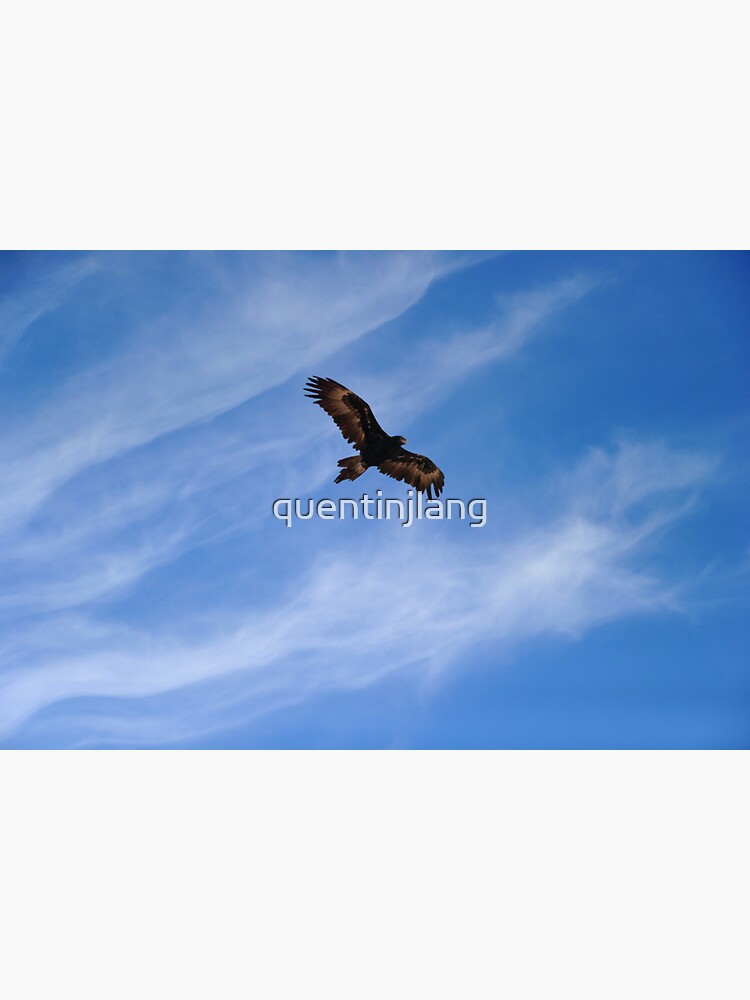 Wedge-tailed Eagle 4 by quentinjlang